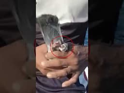 #pigeon #fypyoutube #pigeonlover #bird #pigeon101
