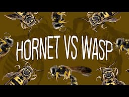 Hornet VS Wasp | What's The Difference?