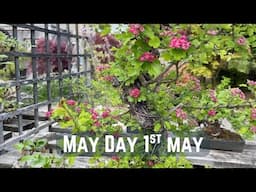 May Day 1st May