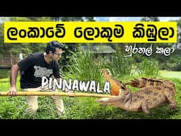 🐊 We Met the BIGGEST Crocodile in Sri Lanka! | Pinnawala Open Zoo 🐊 | TRIP PISSO