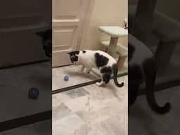 Funny Cat Playing with Ball #funnycat #funny #cat #funnyanimal #funnyvideos #catfun #shortfeed