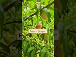 peach season
