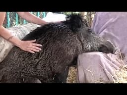 Hunter locked wild boar for 4 years. See her surprising response to humans