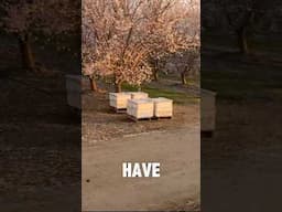 The story of my life 😅🙃 #beekeeping #fyp #funny