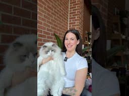My cat chooses my makeup 😽