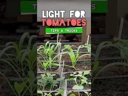 Why Your Window Sill Isn't Enough for Tomatoes #tomatoes #growingtomatoes