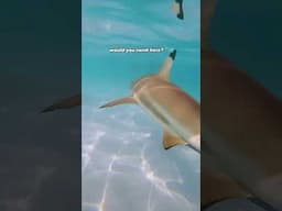 Would you swim in water full of sharks?! 🦈 💦 #rajaampat #sharks