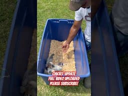 #chicks #backyardgardening #mobilehome #chicken #shorts #homestead #gardenbeds #brooder #garden #fyp