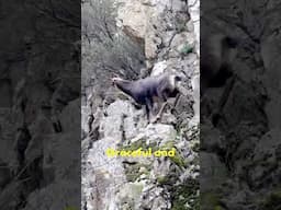 CHAMOIS: The Goat Antelope