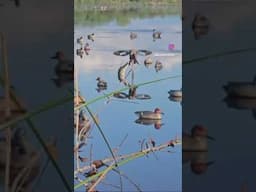 Gator wants the MOJO! #sportsman #funny #duckhunting #hunting