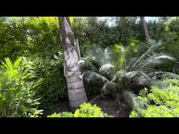My Favorite Palm Job Ever!  🌴 😍 🌴