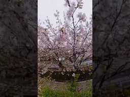 Insta360X4 footage - cherry blossom tree in Japan shot with insta360x4. #insta360x4