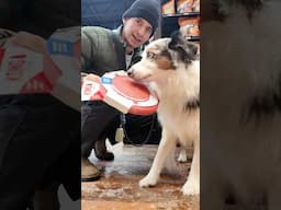 Buying My Dog Everything He Touches