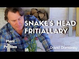 How to Grow and Care for Snake’s Head Fritillary - Plant Profile