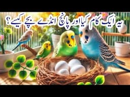 Only 1 Tip & 100% Breeding (5 Chicks of Australian parrot) How to get Fast Breeding |Arham| Vdo. 532
