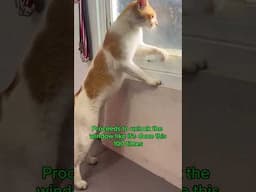 This cat knows how to open a window when the litter box smells bad