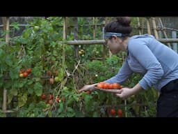 go to the market to sell tomatoes, save money to build a resort farm