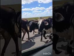 BOIADA E CARROS OCUPANDO O MESMO ESPAÇO - vídeo de Márcia Medeiros.