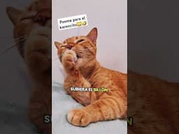 poema para el humanito karencito 🤣😹 #humordegatos