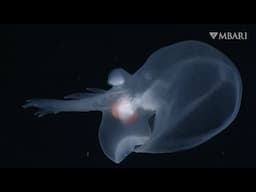 10 mesmerizing minutes with the enigmatic mystery mollusc