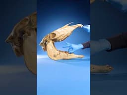 Pulling Out a Horse's Tooth
