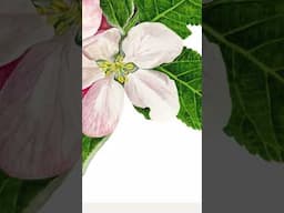 Watercololour Blossom Painting