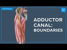 Boundaries of the adductor canal - Quick Anatomy | Kenhub