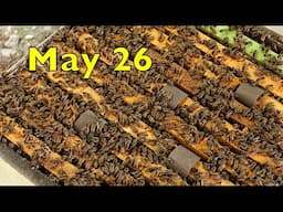 Nucs, Mite treatments, queen cells and more