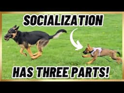 Before You Socialize Your Puppy WATCH THIS