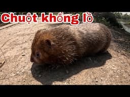 Chú Dúi Hiền Nhất Việt Nam Thú Cưng Của Gia Đình Săn Bắt Ẩm Thực Vùng Cao
