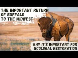 Great American Bison & Ecological Restoration