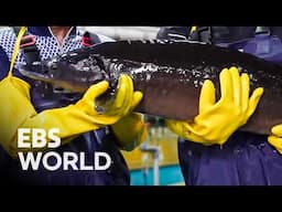 Billions From One Pond Cutting Open Fish Carrying 10 Million Won Caviar #PICKDOCU