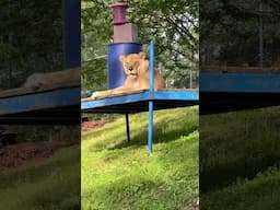 Ungowwa the lioness is lounging happily on her bench, enjoying the cheerful sounds of the birds