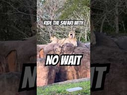 My Favorite Way to Ride Kilimanjaro Safari with NO WAIT!