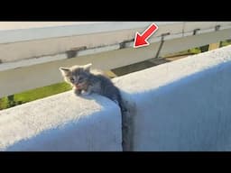 A Cat Showed Up At Her Wedding – When She Learned Why, Her Legs Gave Out