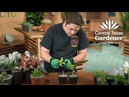 Graft and Propagate Succulents: Carder Nastri