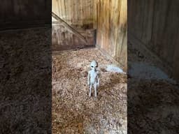 We found an ALIEN in this barn!