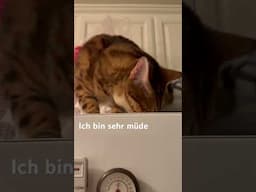 Deutsch mit Henry #meows #viralshort #bengalcatsworld #catbreed #german
