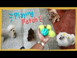 How I play fetch with a New Puppy and 3 Toy Poodles| The Poodle Mom