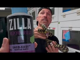 Zilla’s “Shed Ease” - is it a Gimmick ? Will it FIX my Snake’s Stuck Shed?