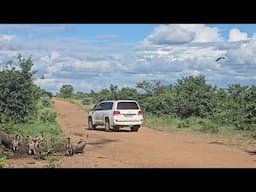 Slow Motion Vultures Take Flight by Elephant Carcass  Kruger Park Scavenger Spectacle. #safari