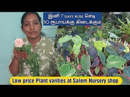 💁🌿இனி 7 days rose செடி வெறும்₹ 50  கிடைக்கும்/ Nursery shop @ Salem #gardening #plants