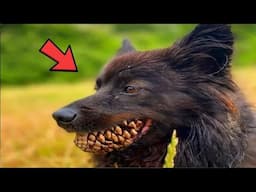 This Dog’s Surprise Encounter Left a Woman Speechless!