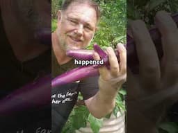 Great Results Growing Eggplant on Orange Peel Waste
