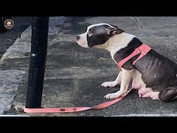 Separated from her pups right after birth, she tearfully looked up at the old house
