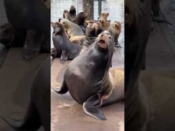 THE SEA LIONS ARE BACK ON THE DOCK!!! #boat #boatlife #wildlife #seattle #sealions #pnw