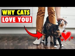 Does Your CAT Have a Favorite Human?