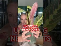 Plant unboxing for reptile enclosure