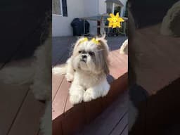 Cutest Shih Tzu Dog’s Golden Hour Glow ☀️✨ #shorts #shihtzu