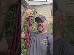 How Many of You Grow These Chinese Red Long Beans? || DHBG